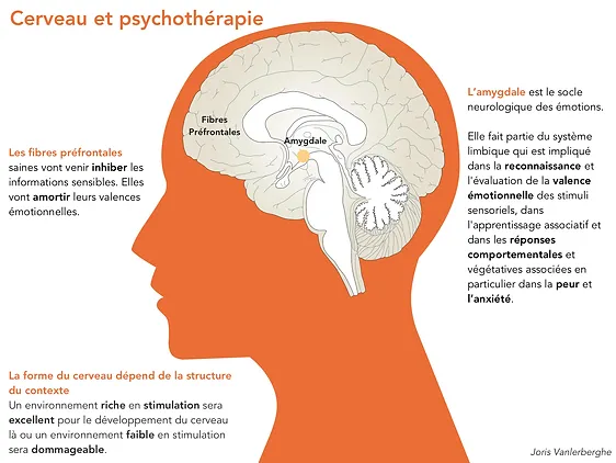 Image présentant la façon dont la psychothérapie modifie le cerveau.